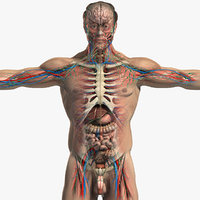 complete male anatomy 3d model