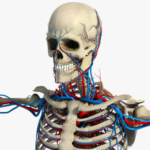 circulatory skeletal systems anatomy heart 3d model