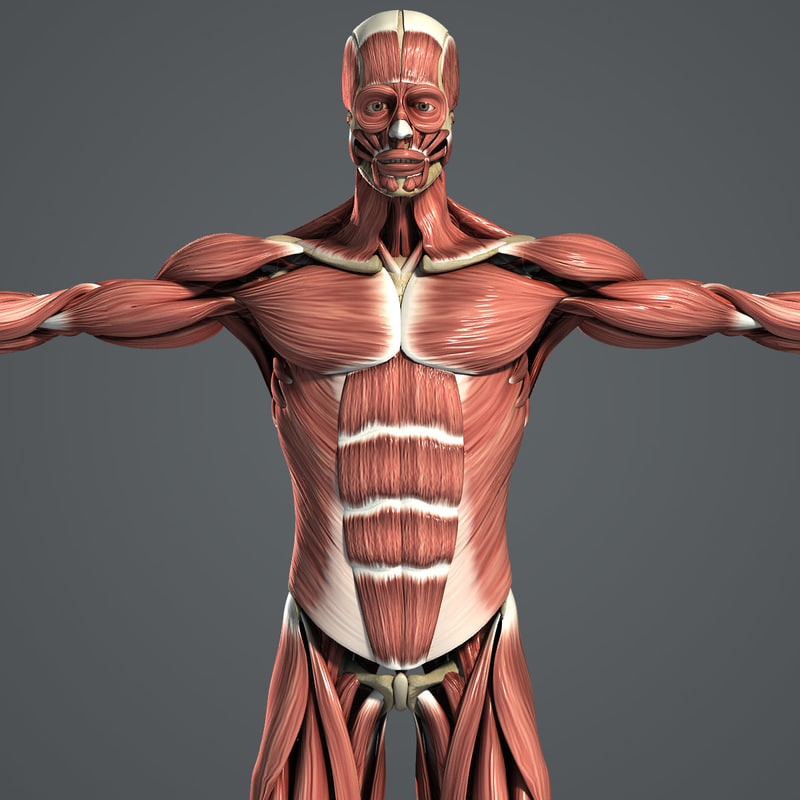 Male Muscular Skeletal Systems 3d C4d