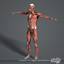 medically anatomically human muscular max