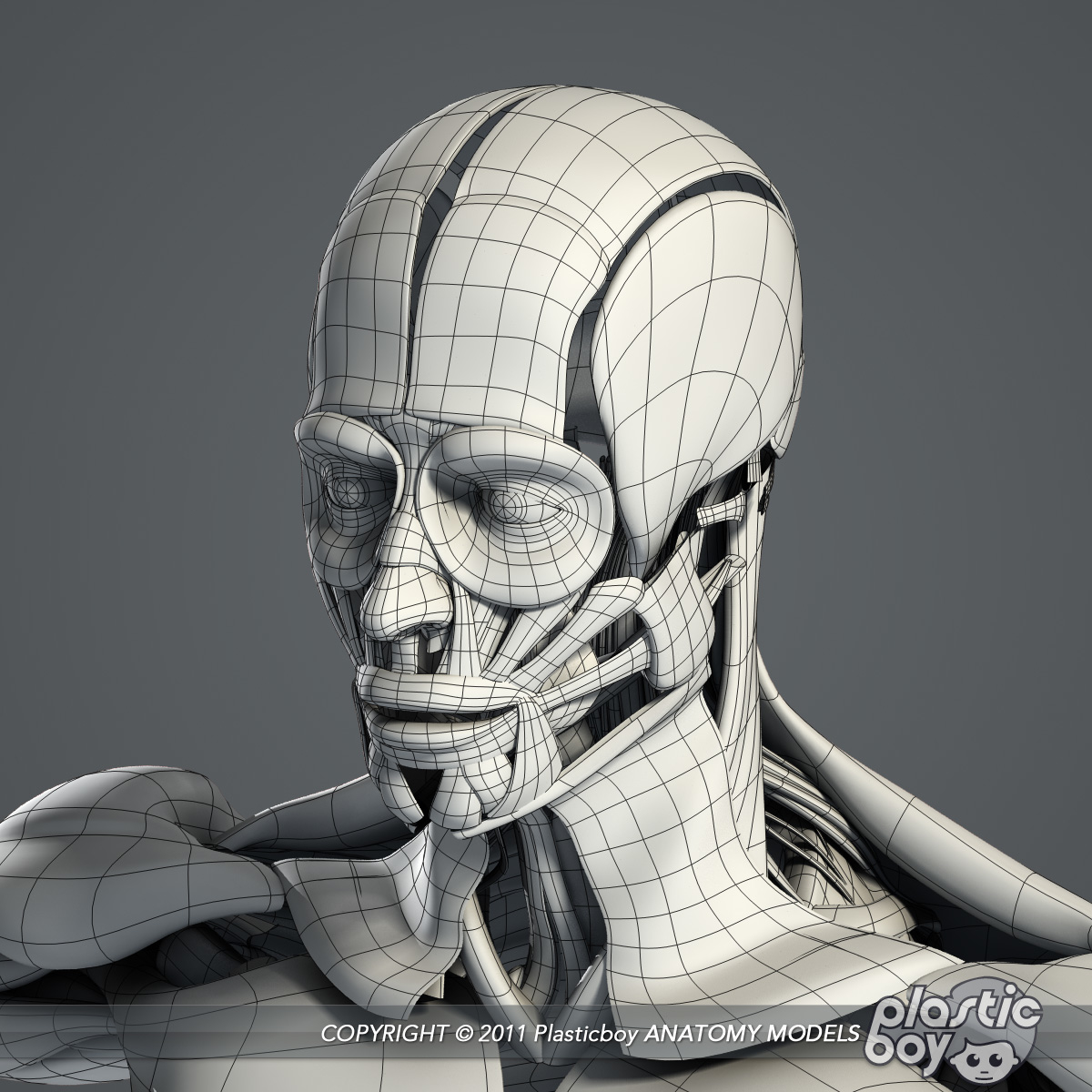 Male Muscular Skeletal Systems 3d C4d