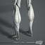 male muscular skeletal systems 3d c4d