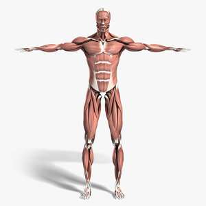 medically anatomically human muscular max