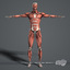 complete male anatomy 3d model