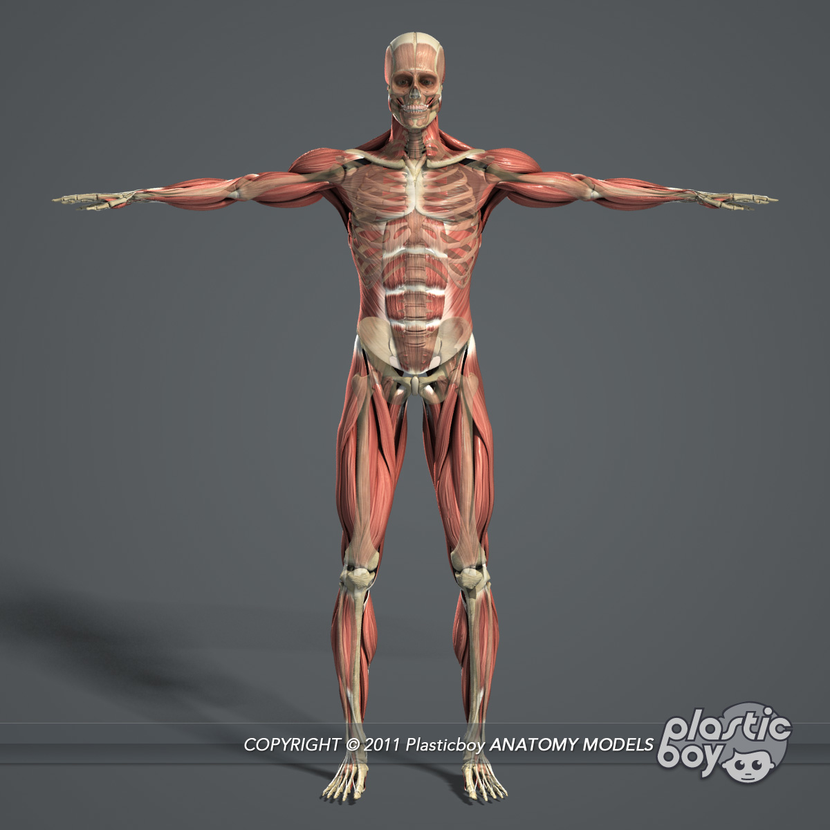 male muscular skeletal systems 3d c4d