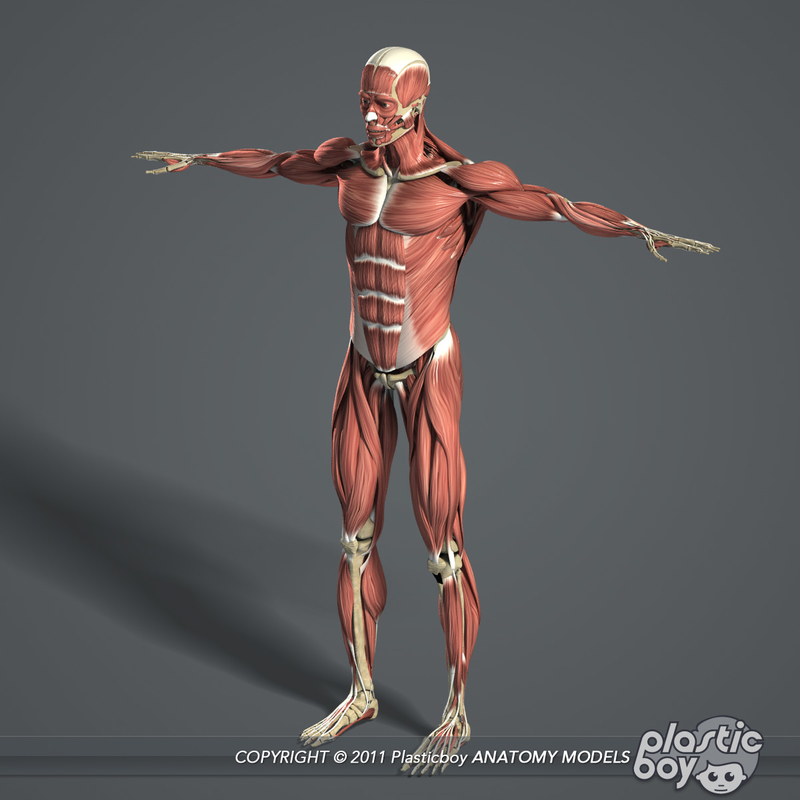 male muscular skeletal systems 3d c4d