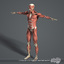 male muscular skeletal systems 3d c4d