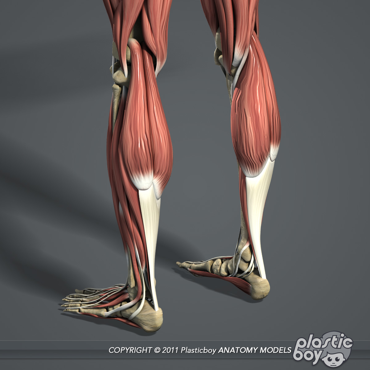 male muscular skeletal systems 3d c4d