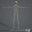 complete male anatomy 3d model