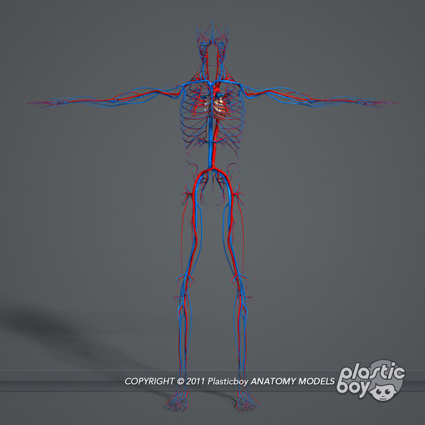 D Model Of Essential Male Anatomy Circulatory