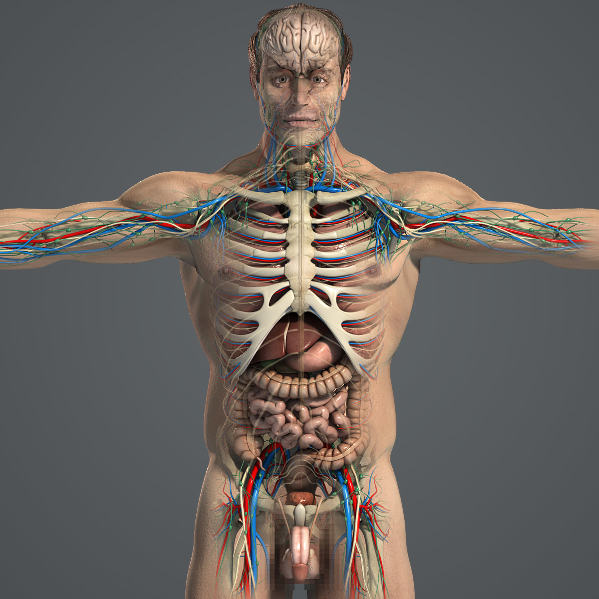 3d model of essential male anatomy circulatory