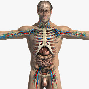 3d model of essential male anatomy circulatory