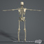 3d human skeletal