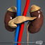 medically reproductive urinary systems 3d 3ds