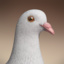 pigeon - rigged dove animation 3d model