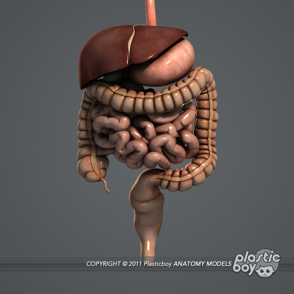 3d Essential Female Anatomy Model