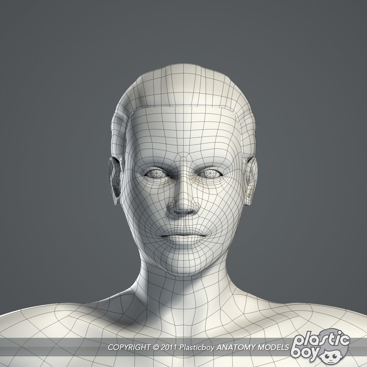 3d essential female anatomy model