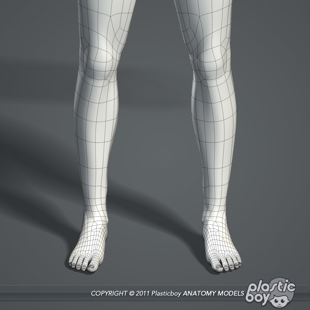 3d Essential Female Anatomy Model