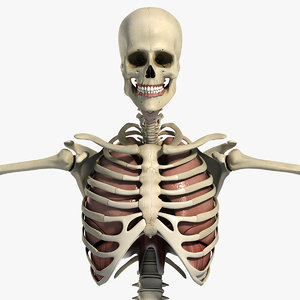 3ds male respiratory skeletal anatomy