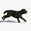 3d labrador black - fur model
