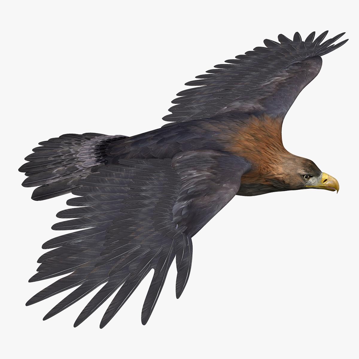 golden eagle 3d model