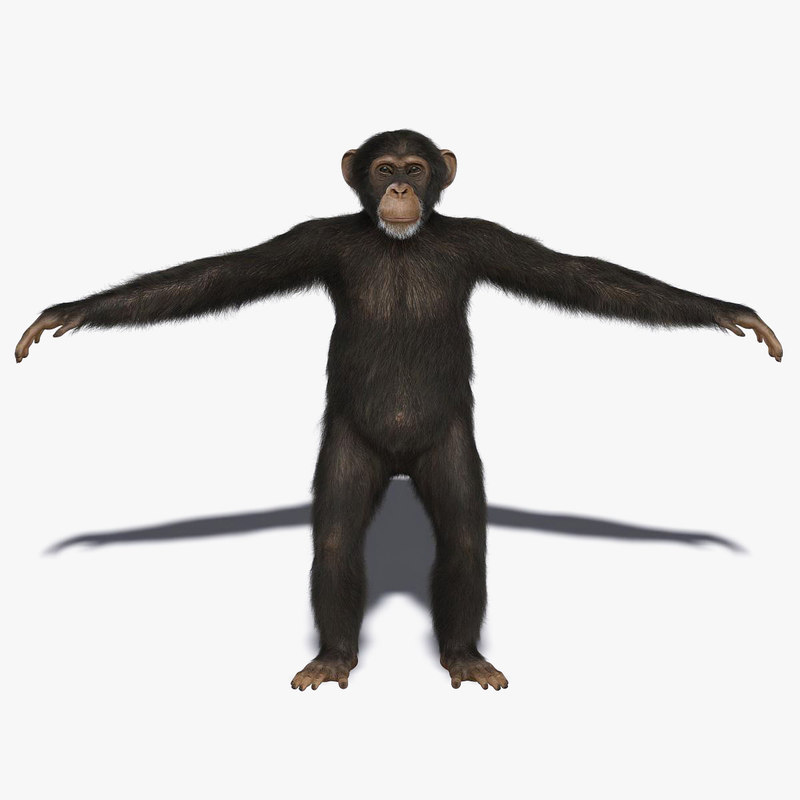 fur real chimp