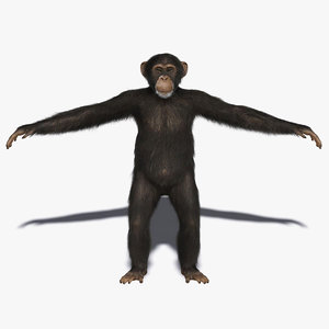 chimp fur primate x