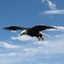 3d american bald eagle animation model