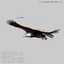 3d american bald eagle animation model