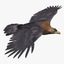 golden eagle animation 3d ma