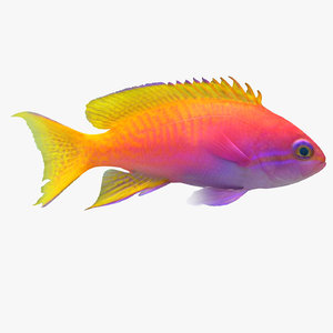 3d neon anthias fish