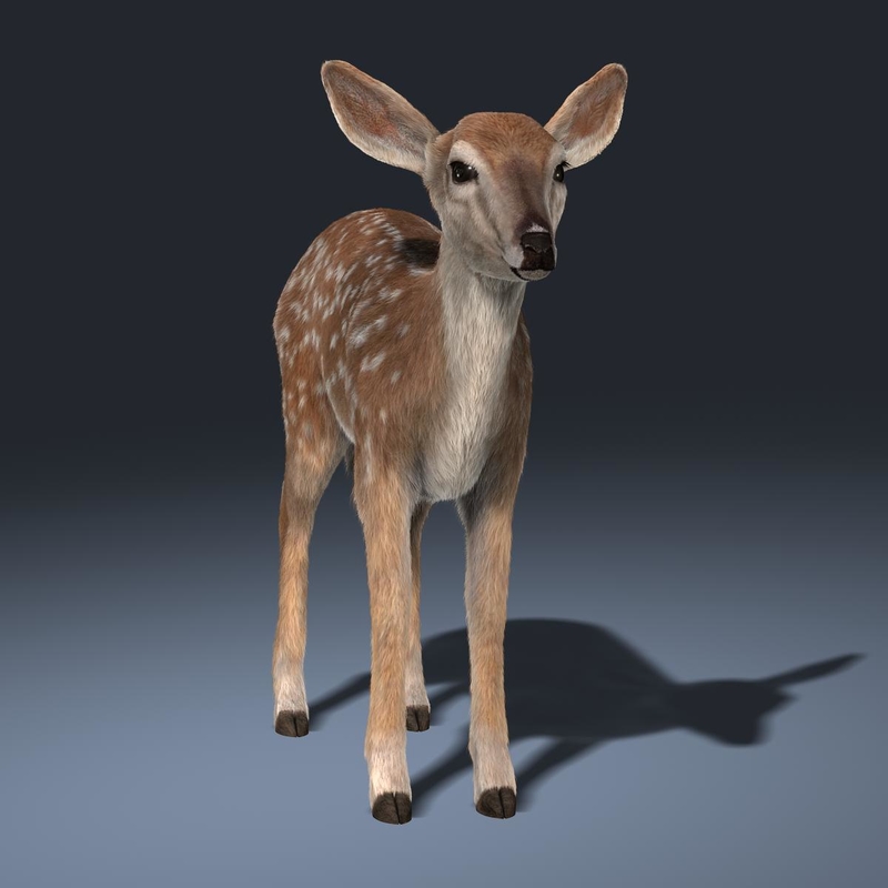 fawn fur 3d model