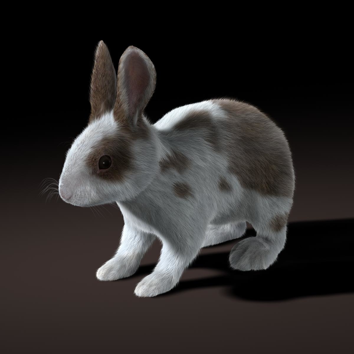 兔子(斑点(fur)3d模型