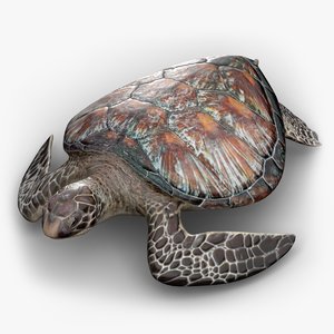 turtle shell 3d model