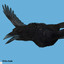 crow rigged lightwave 3d model