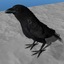 crow rigged lightwave 3d model