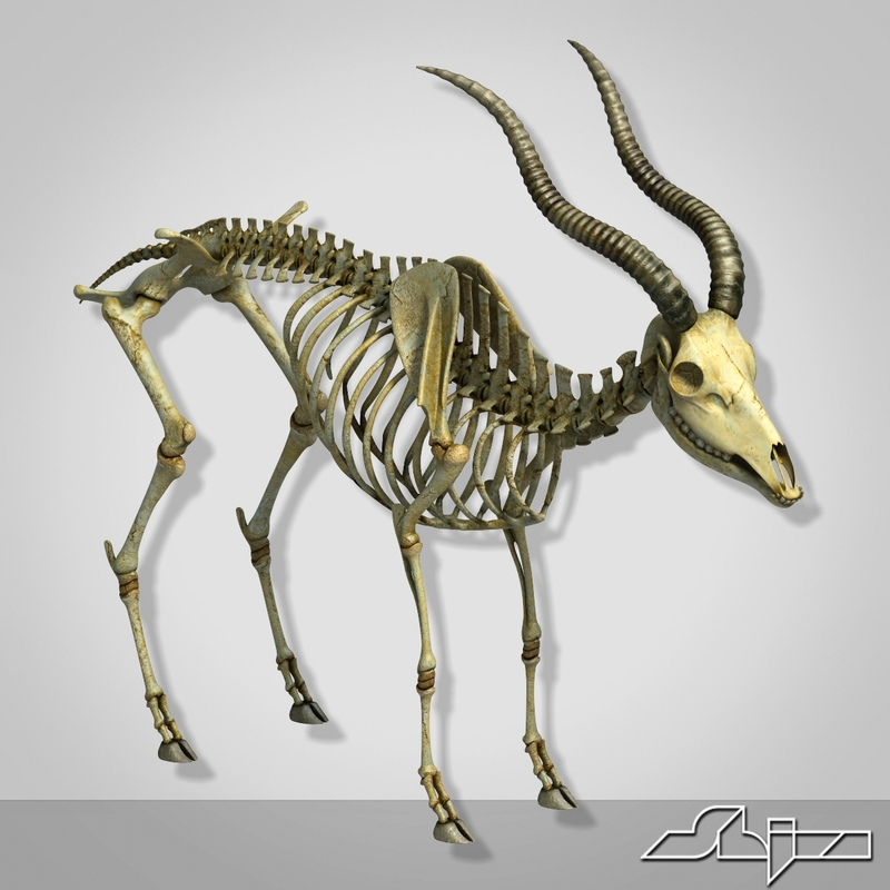 goat skeleton 2 3ds