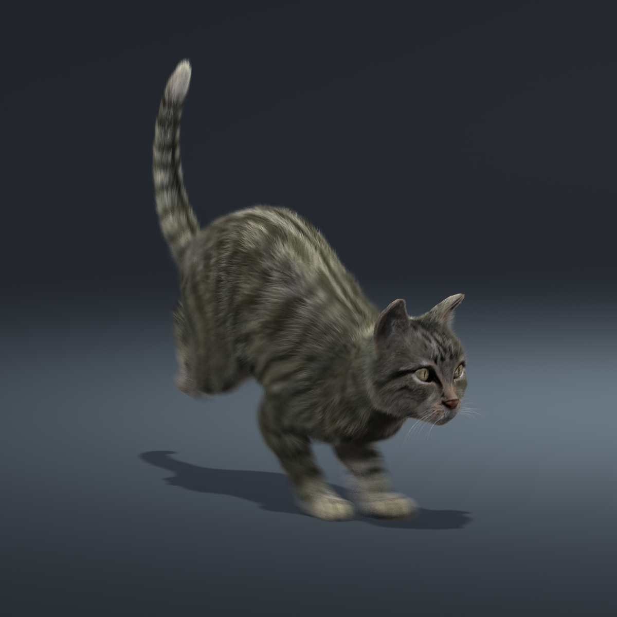 maya cat mackerel tabby fur