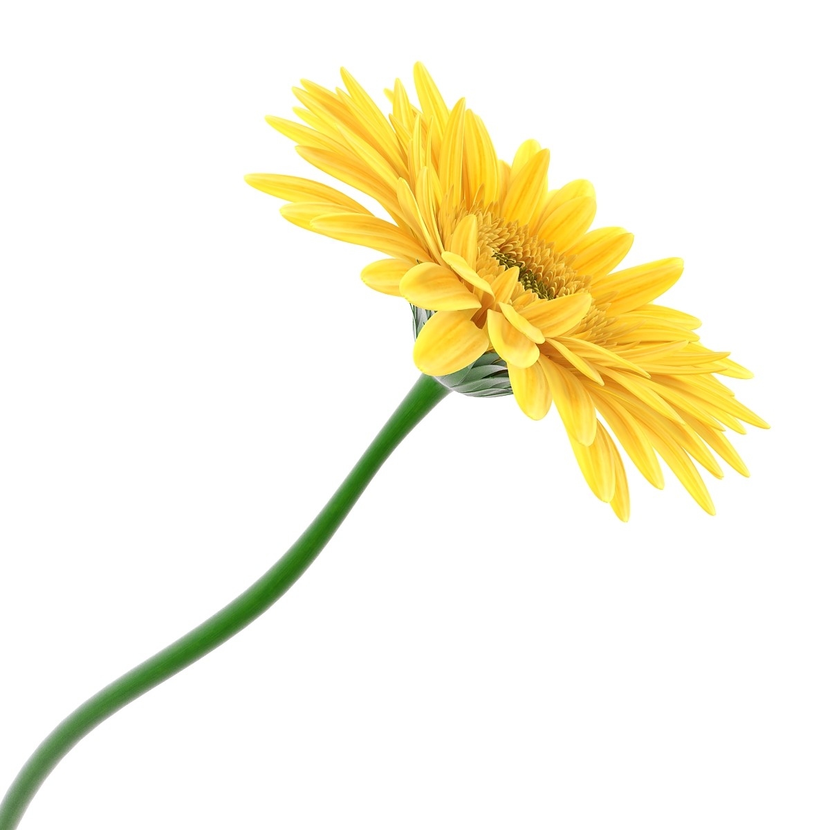 3d flower gerbera model