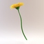 3d flower gerbera model