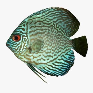 3d discus fish model