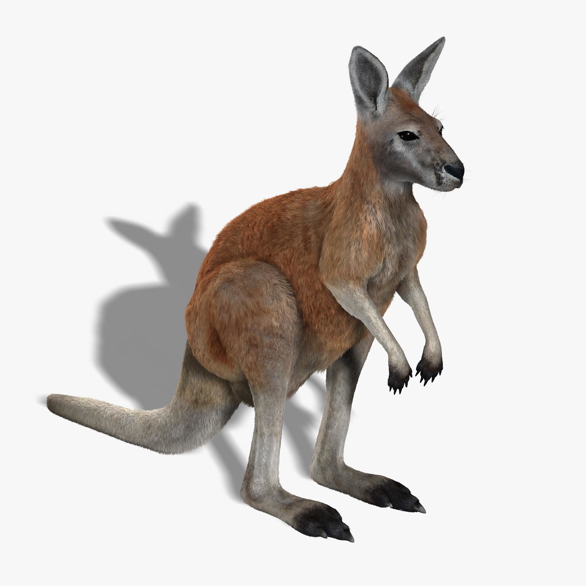 kangaroo red shave 3d model