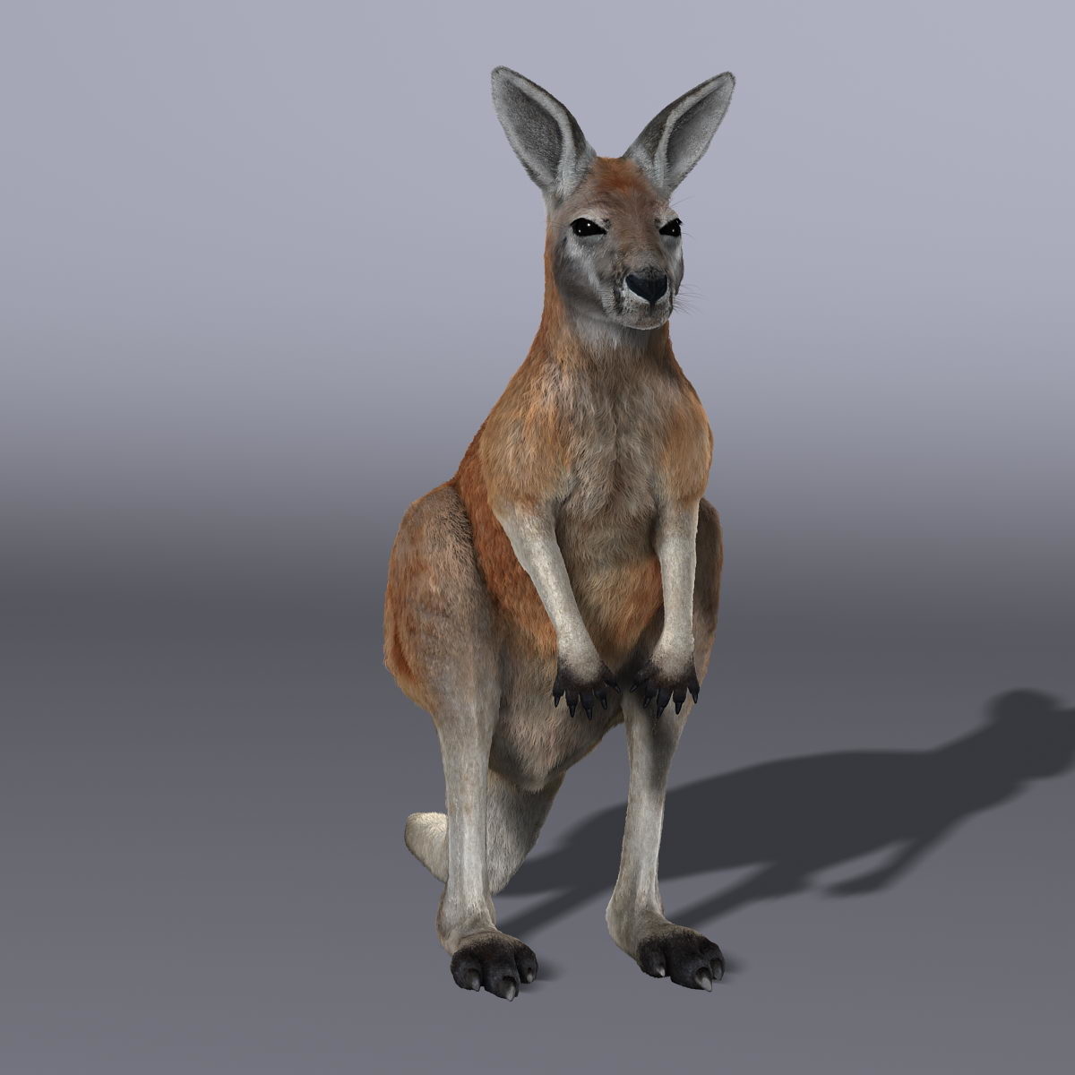 kangaroo red shave 3d model