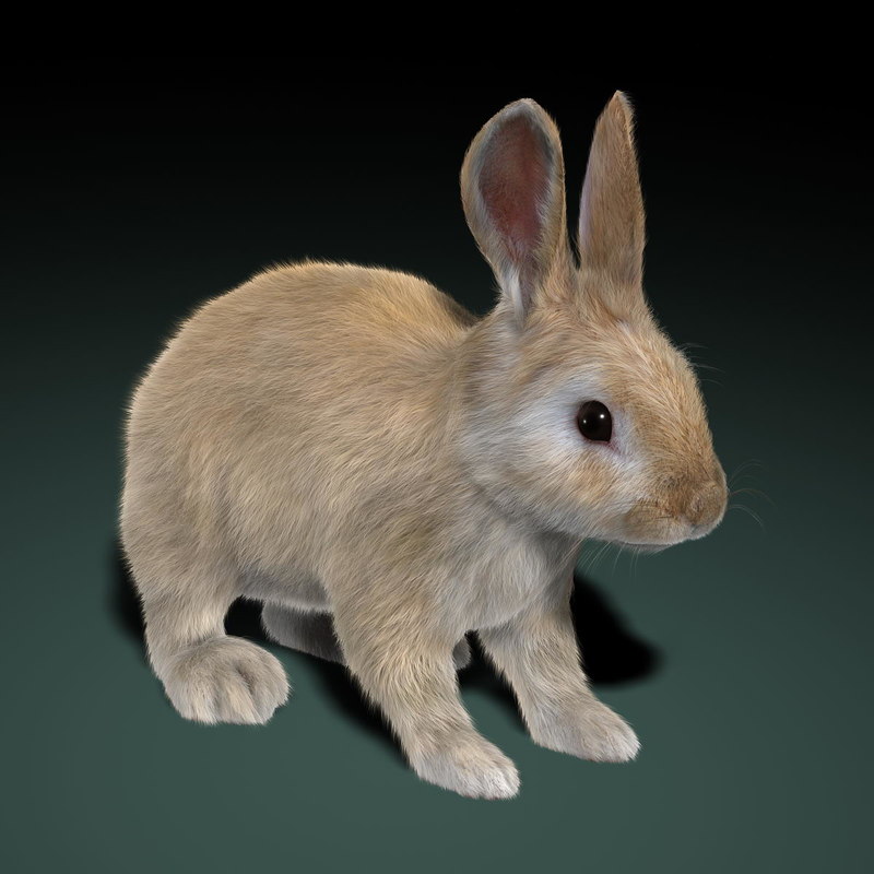 rabbit cream fur 3d obj