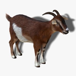 maya goat fur hair