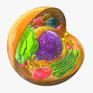 animal eukaryote cell 3d model