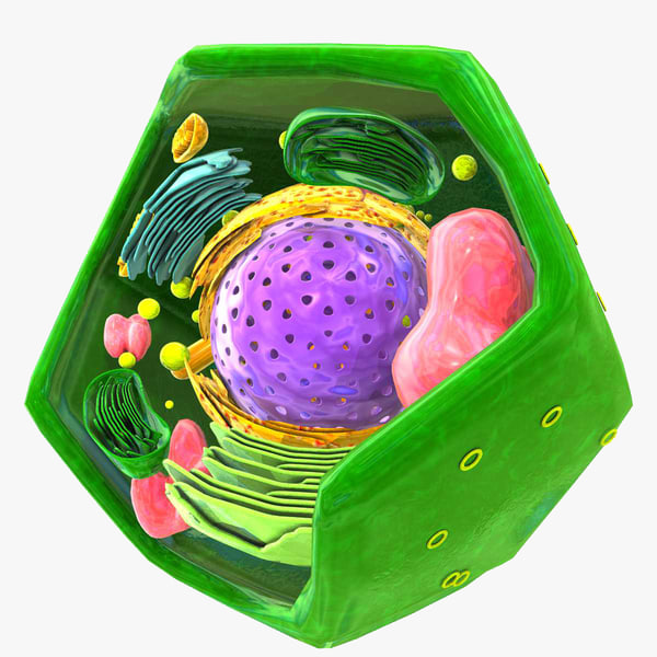 动物细胞模型豆子图片