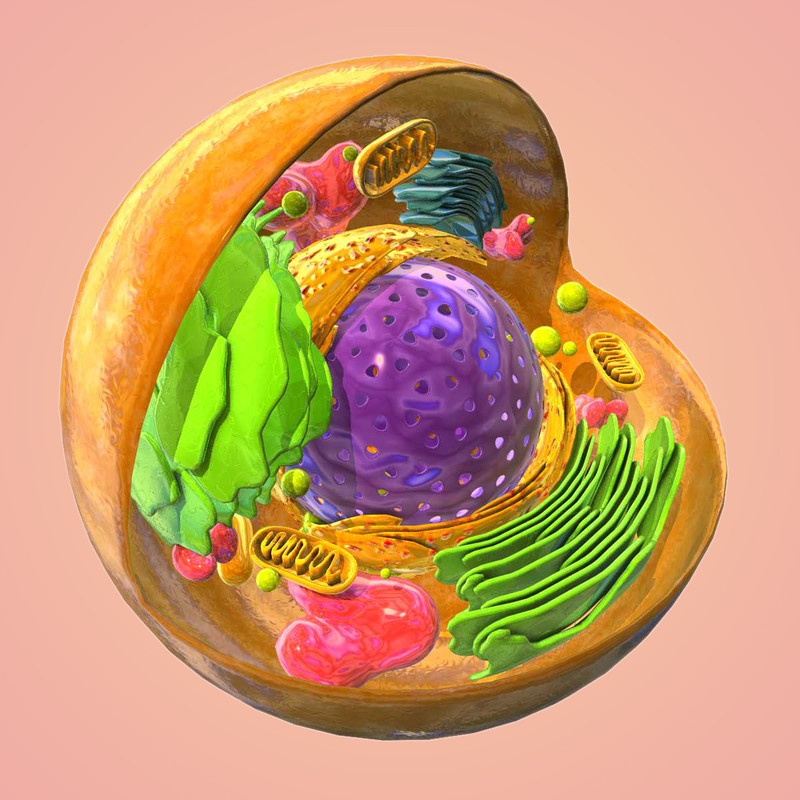 Animal Eukaryote Cell 3d Model