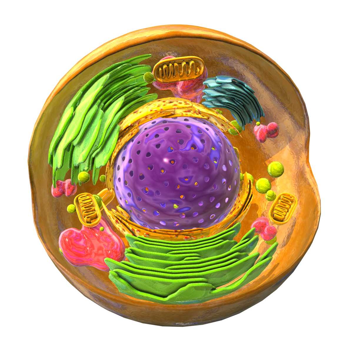动物细胞模型 模式化图片