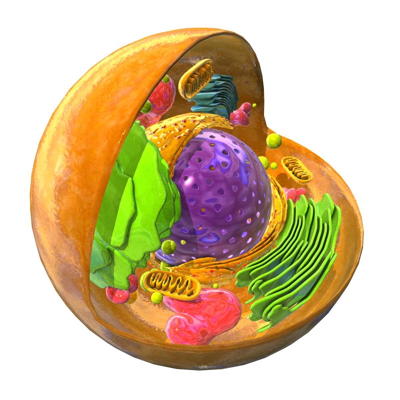 Animal Eukaryote Cell 3d Model   TURN5 0006 11fa7aca 00e1 4692 A739 Df4c7b8c4b54DefaultHQ 